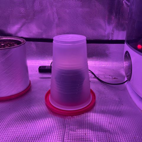 DirtBall growlog photo: #CupDome