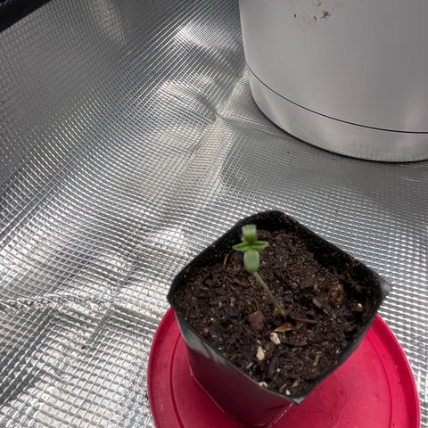 DirtBall growlog timeline photo