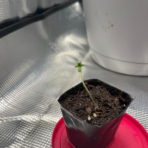 DirtBall growlog timeline photo