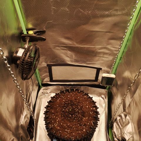 Glue Gelato growlog photo: Großes Setup, 150 w, Frischluft, Abluft 