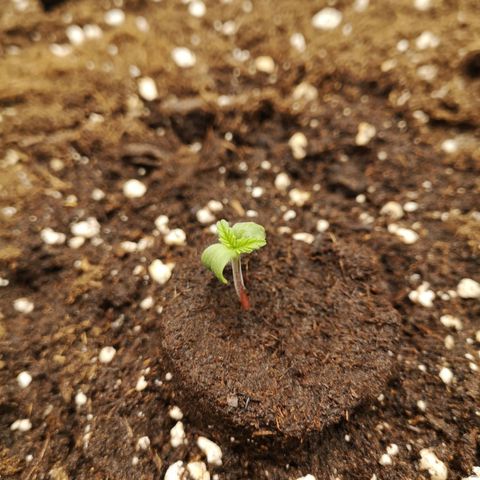 Glue Gelato growlog timeline photo