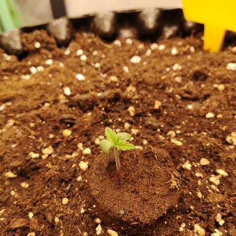 Glue Gelato growlog photo: 17:21