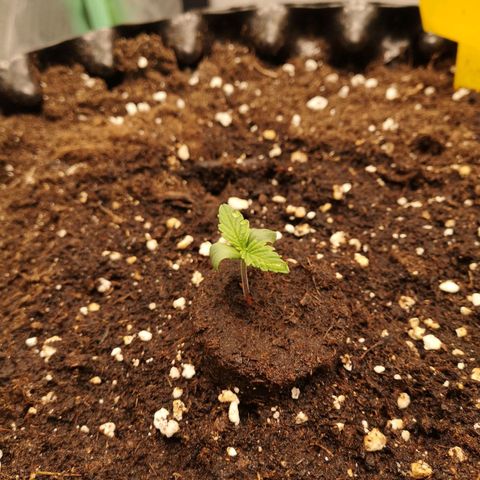 Glue Gelato growlog photo: 18:37