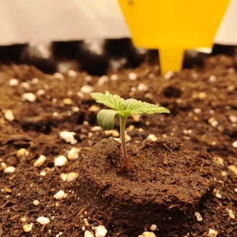 Glue Gelato growlog timeline photo