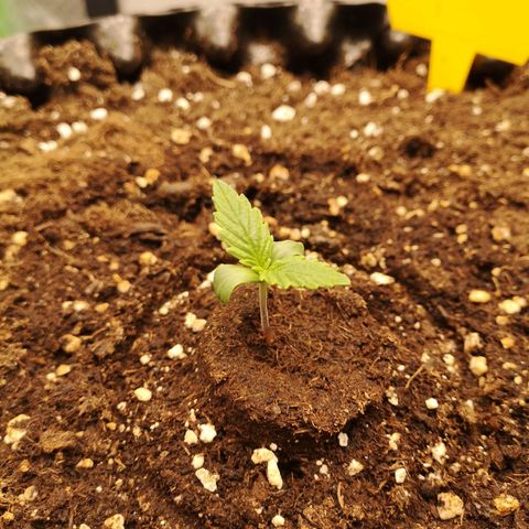 Glue Gelato growlog photo: 17:47