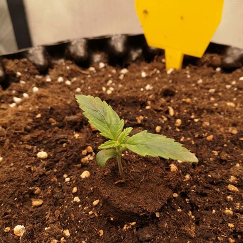 Glue Gelato growlog photo: 20:00