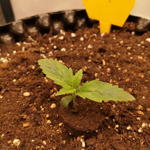 Glue Gelato growlog photo: 20:31