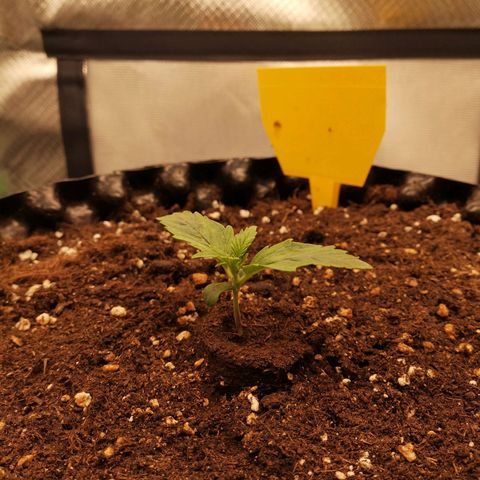 Glue Gelato growlog timeline photo