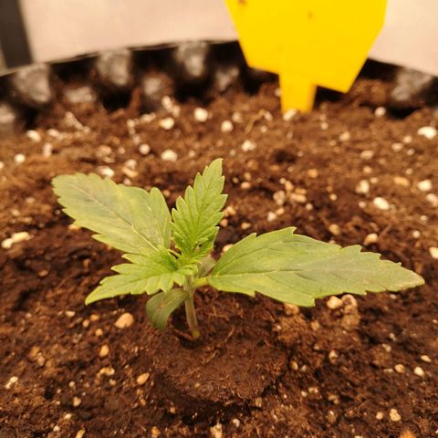 Glue Gelato growlog photo: 18:26