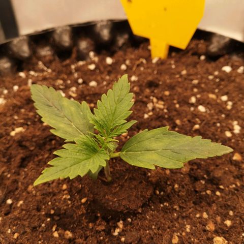 Glue Gelato growlog photo: 17:43
