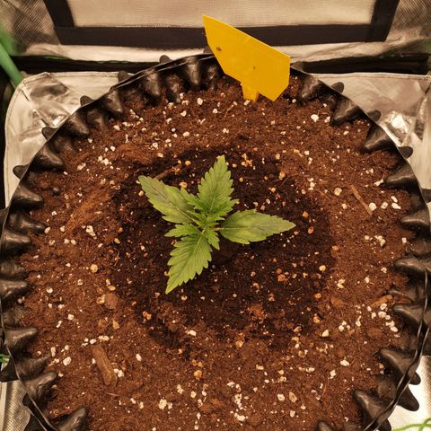 Glue Gelato growlog timeline photo