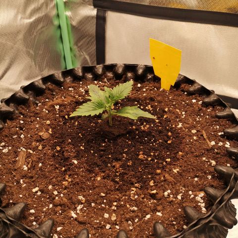 Glue Gelato growlog timeline photo
