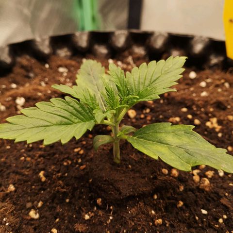Glue Gelato growlog timeline photo