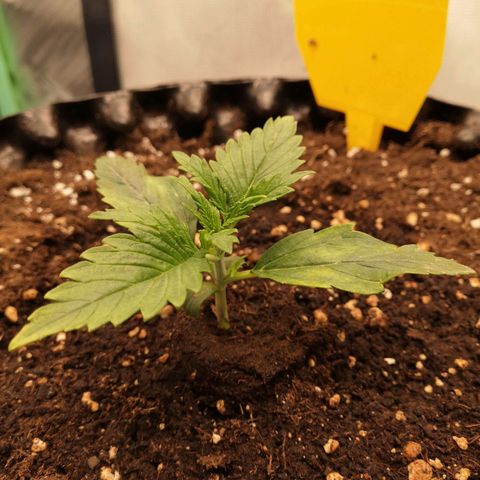 Glue Gelato growlog timeline photo