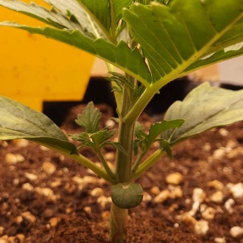 Glue Gelato growlog timeline photo
