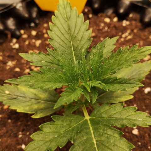 Glue Gelato growlog timeline photo