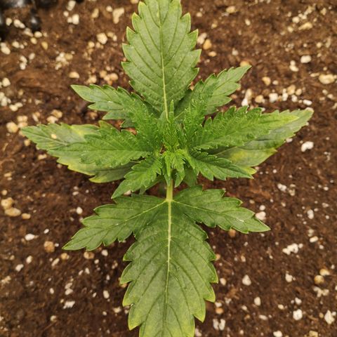 Glue Gelato growlog timeline photo