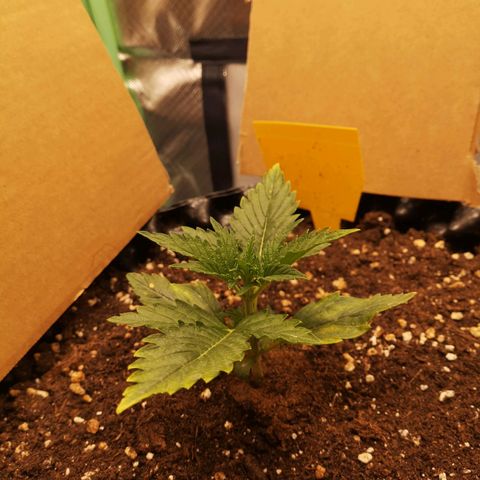 Glue Gelato growlog timeline photo