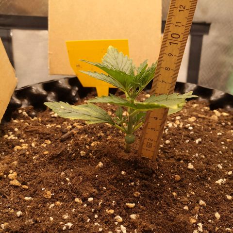 Glue Gelato growlog timeline photo