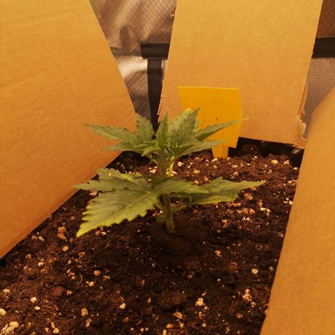 Glue Gelato growlog photo: 19:36