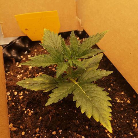 Glue Gelato growlog photo: 19:36