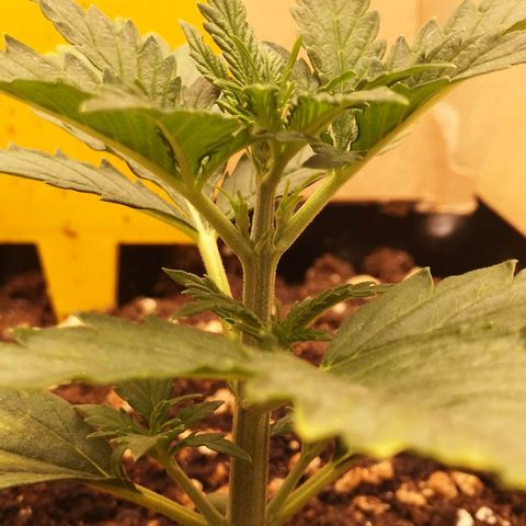 Glue Gelato growlog photo: 19:36