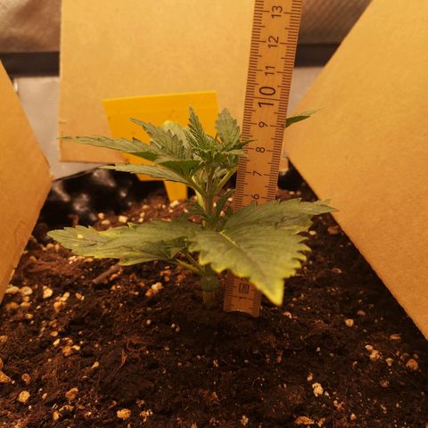 Glue Gelato growlog timeline photo
