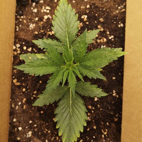Glue Gelato growlog timeline photo