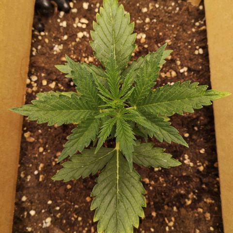 Glue Gelato growlog photo: 19:54