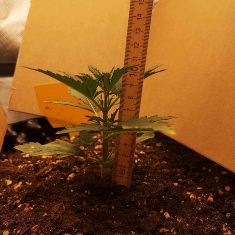 Glue Gelato growlog photo: 19:54