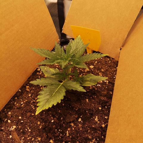 Glue Gelato growlog photo: 19:54
