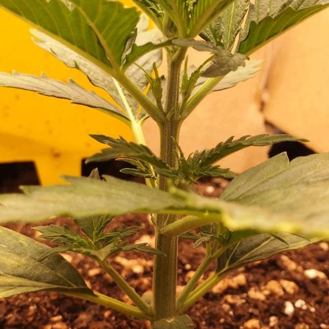 Glue Gelato growlog photo: 19:54