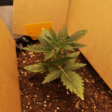 Glue Gelato growlog photo: 18:30