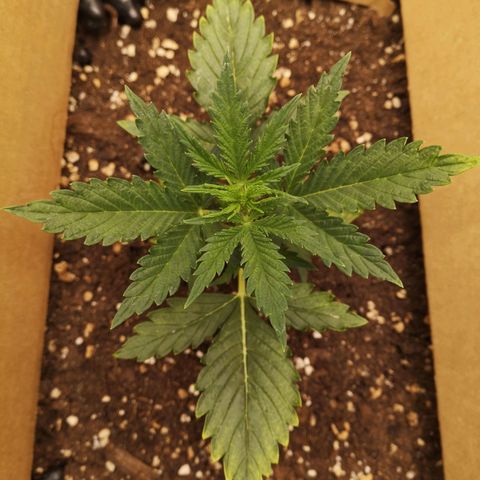 Glue Gelato growlog photo: 18:30