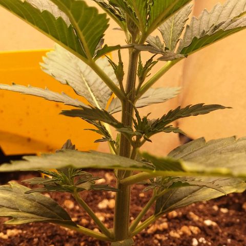 Glue Gelato growlog photo: 18:30