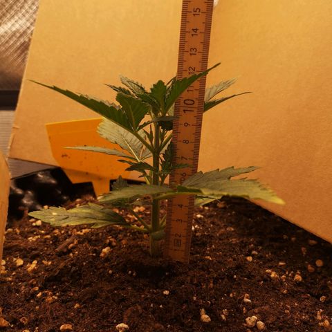 Glue Gelato growlog photo: 18:30