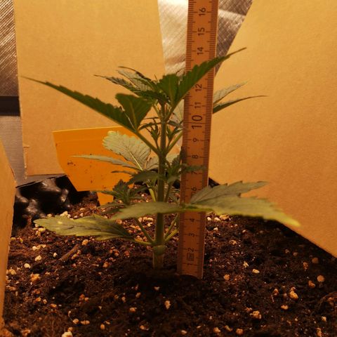 Glue Gelato growlog photo: 19:43
