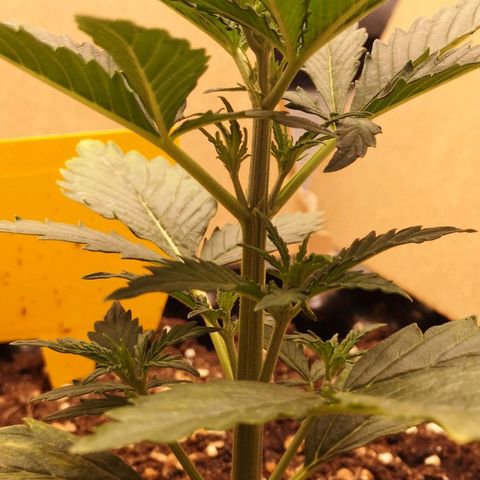 Glue Gelato growlog photo: 19:43
