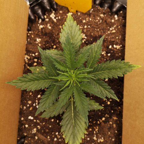Glue Gelato growlog photo: 19:43