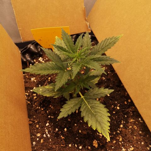 Glue Gelato growlog photo: 19:43