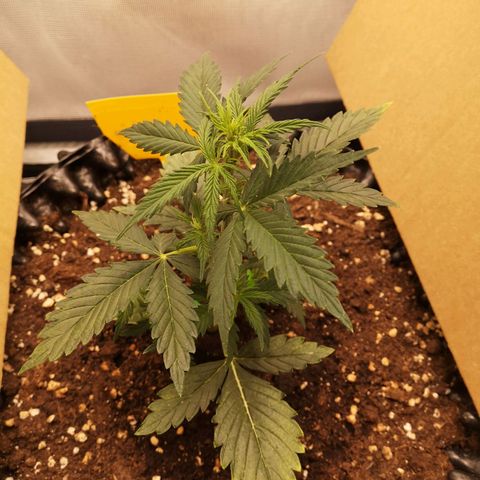 Glue Gelato growlog photo: 19:35