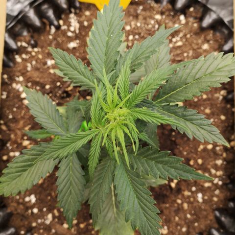 Glue Gelato growlog photo: 19:35