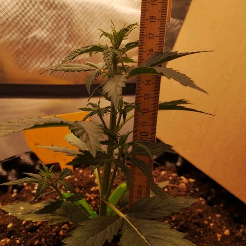 Glue Gelato growlog photo: 19:35