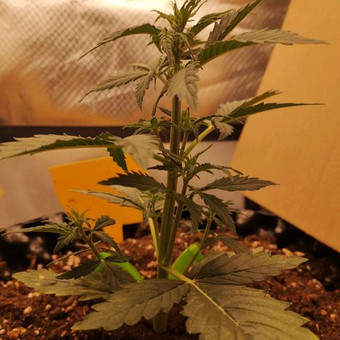 Glue Gelato growlog photo: 19:35