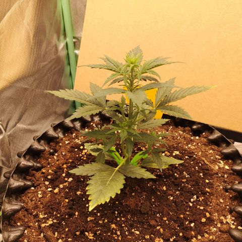 Glue Gelato growlog photo: 20:11