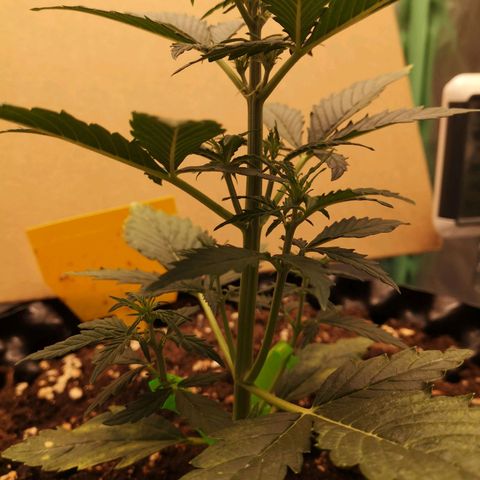 Glue Gelato growlog photo: 20:11