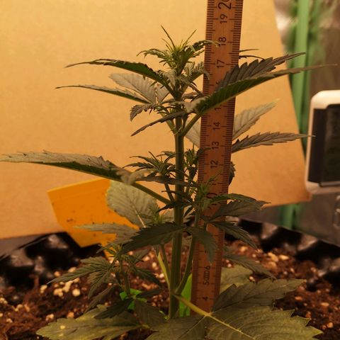 Glue Gelato growlog photo: 20:11