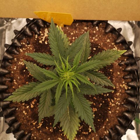 Glue Gelato growlog photo: 20:11