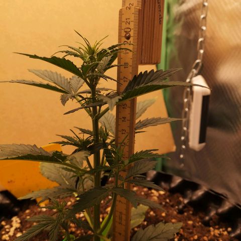 Glue Gelato growlog photo: 19:54