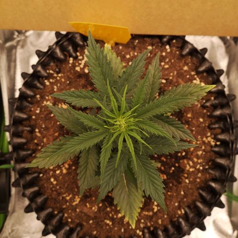 Glue Gelato growlog photo: 19:54